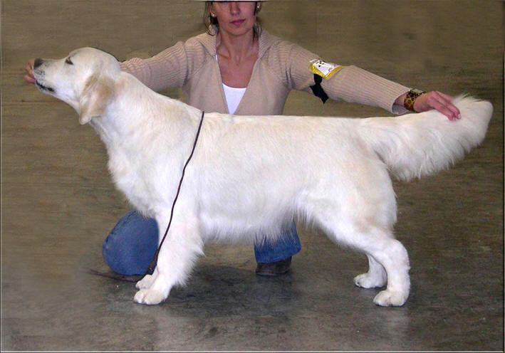 Ch. Spain-Int. Soul Music of Glen Sheallag