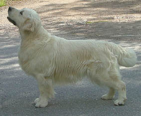 Int, Swe, Fin, Norwegian Ch, Trialer Rossmix No Regrets