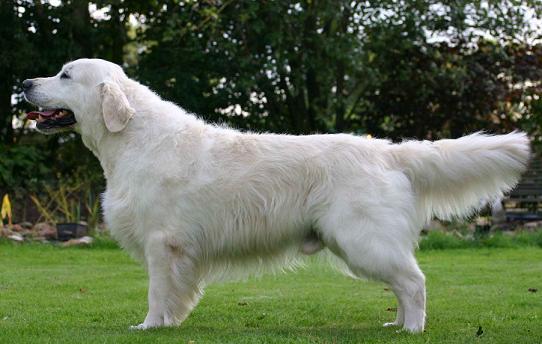 Mirays Dream Mc.Mnenonic