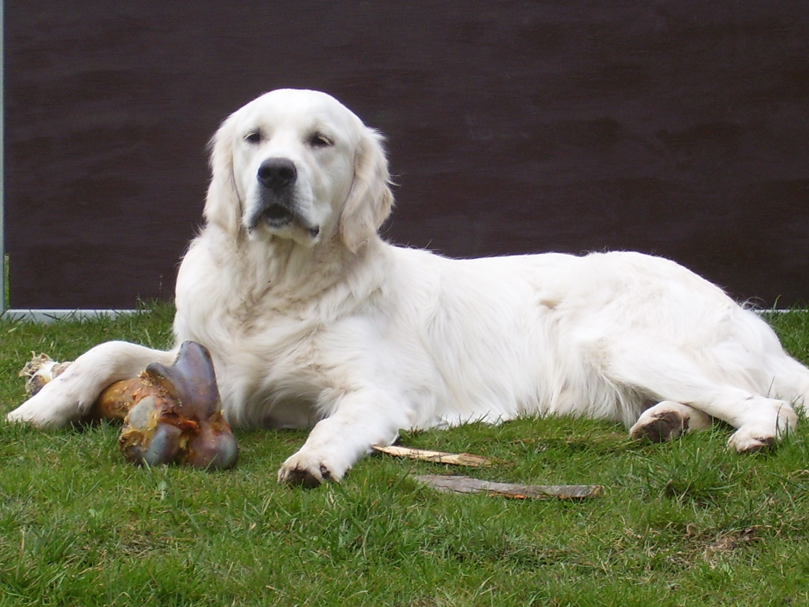 Stormyknochenkauen112032008