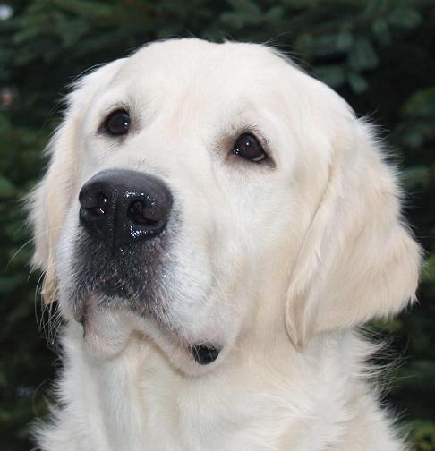 aceoffirstchoicekopfbild