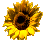 Sonnenblume Button
