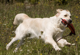 fini-liebt-den-dummy-auch